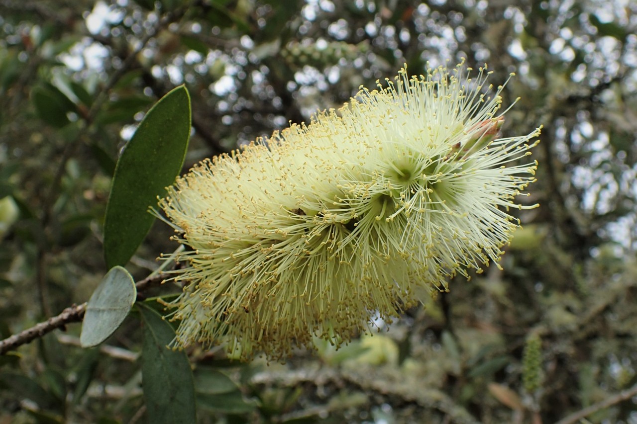Callistemon Pallidus - Jayfields Nursery