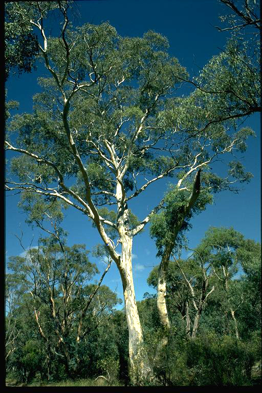 eucalyptus-mannifera-jayfields-nursery