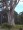 Bark