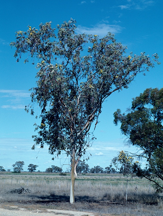 Eucalyptus Woodwardii Jayfields Nursery